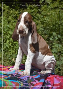 cucciolo bracco italiano roano marrone bianco marrone bianco arancio