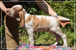 cucciolo bracco italiano roano marrone bianco marrone bianco arancio