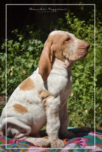 cucciolo bracco italiano roano marrone bianco marrone bianco arancio