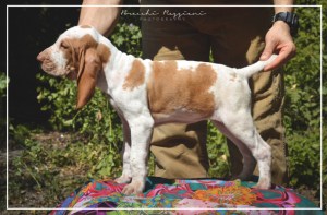 cucciolo bracco italiano roano marrone bianco marrone bianco arancio