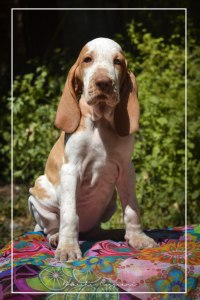 cucciolo bracco italiano roano marrone bianco marrone bianco arancio