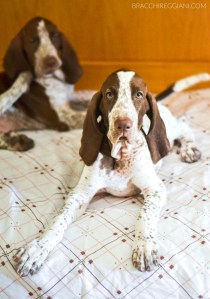 cucciolo bracco italiano roano marrone bianco arancio