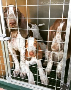 cucciolo bracco italiano roano marrone bianco arancio