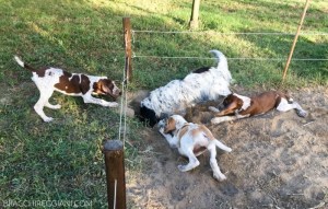 cucciolo bracco italiano roano marrone bianco arancio