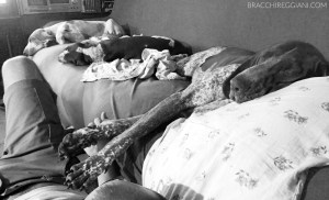 cucciolo bracco italiano roano marrone bianco arancio