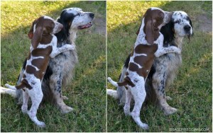 cucciolo bracco italiano roano marrone bianco arancio