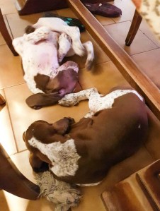 cucciolo bracco italiano roano marrone bianco arancio