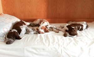 cucciolo bracco italiano roano marrone bianco arancio