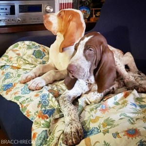 cucciolo bracco italiano roano marrone bianco arancio