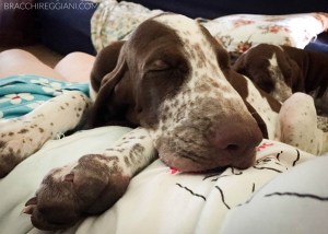 cucciolo bracco italiano roano marrone bianco arancio