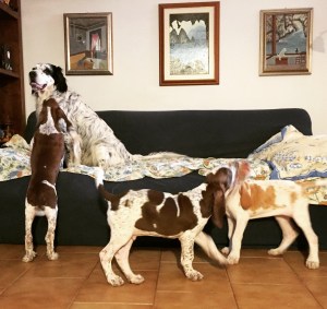 cucciolo bracco italiano roano marrone bianco arancio