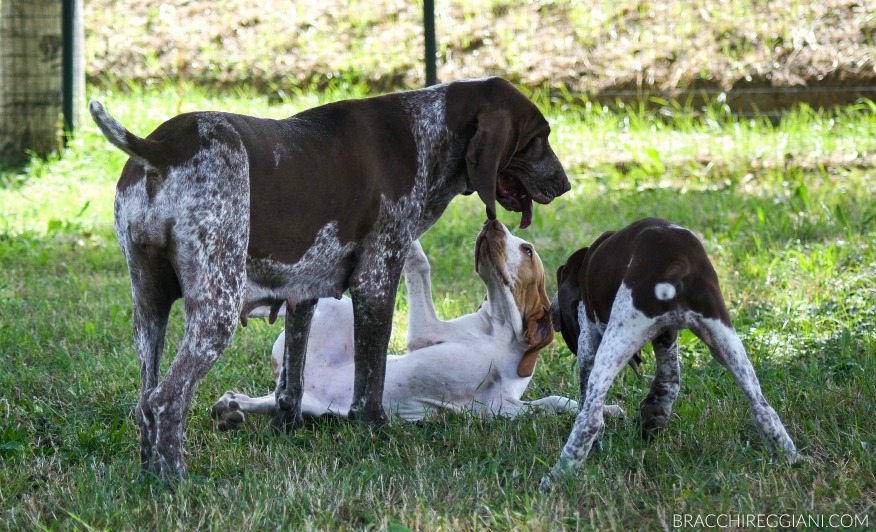 bracco italiano gioca con i cuccioli