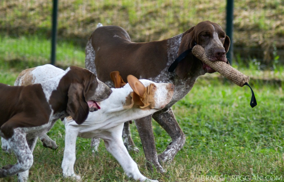 bracco italiano gioca con i cuccioli