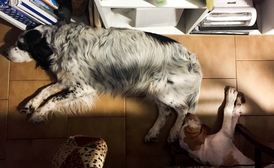 setter inglese dorme con bracco italiano bianco arancio cucciolo