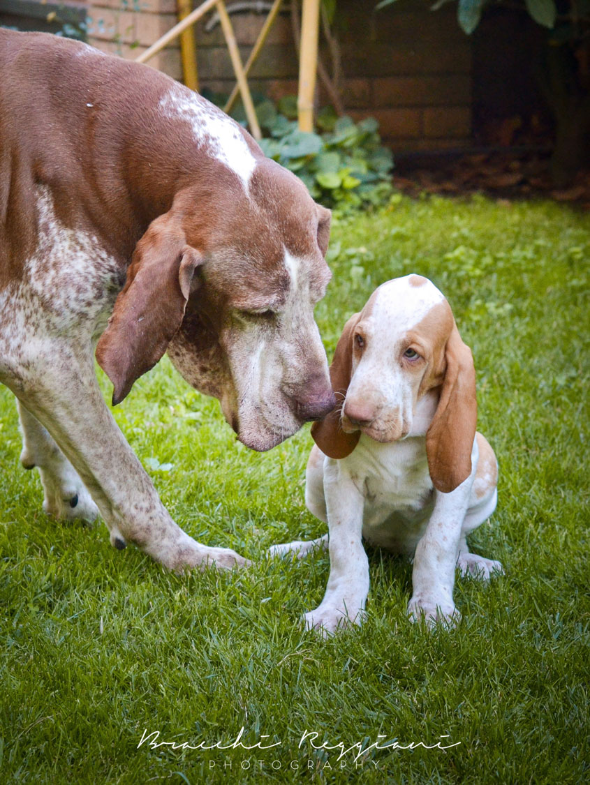 famiglia cuccioli bracco italiano