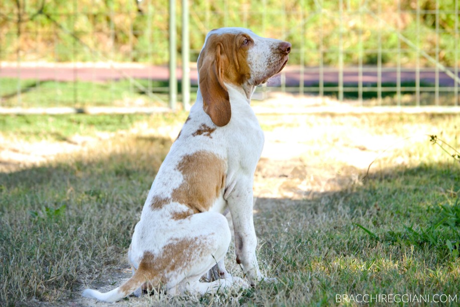 cucciolo bracco italiano bianco arancio
