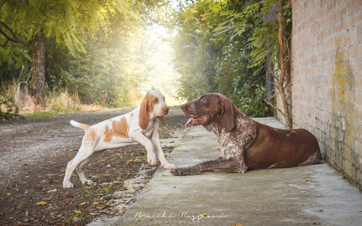 cucciolo bracco italiano