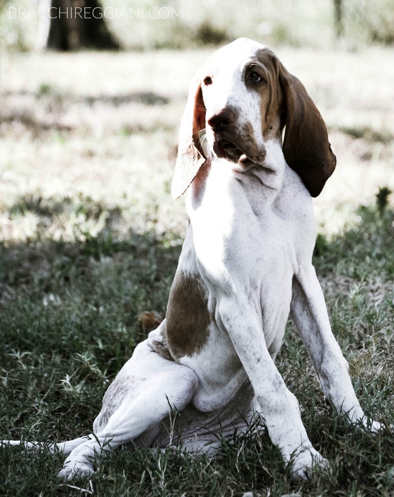 cucciolo bracco italiano bianco arancio