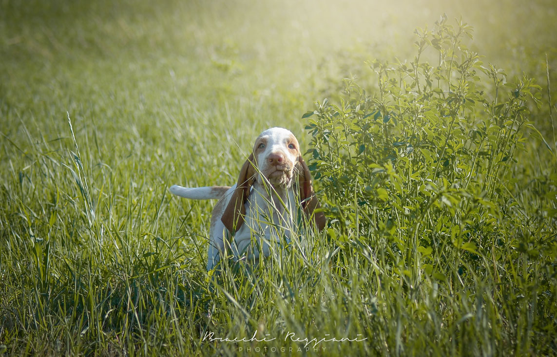 cucciolo bracco italiano bianco arancio