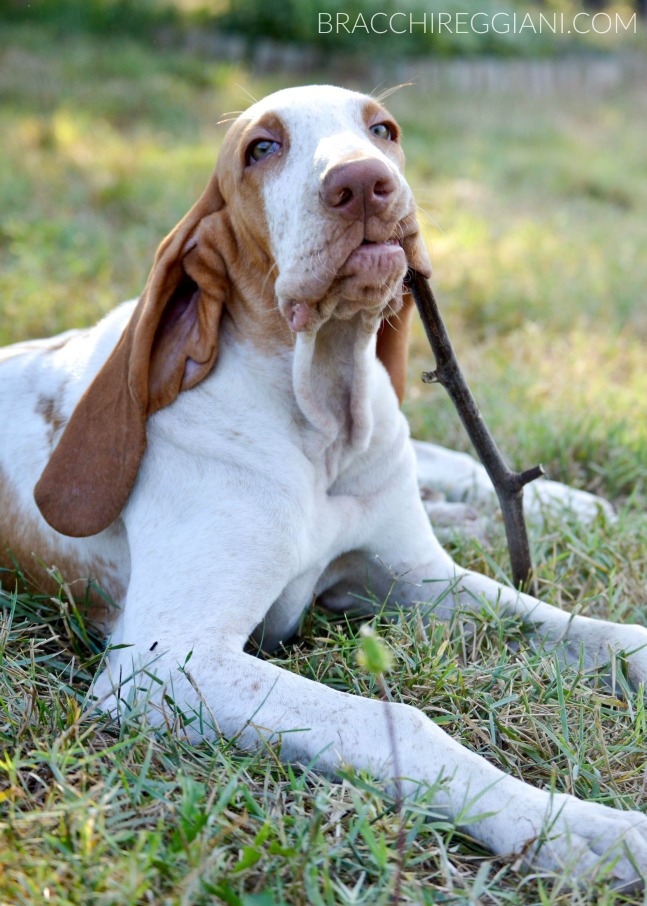 cucciolo bracco italiano bianco arancio