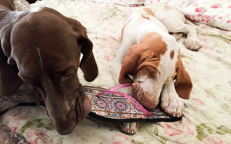 cucciolo bracco italiano bianco arancio