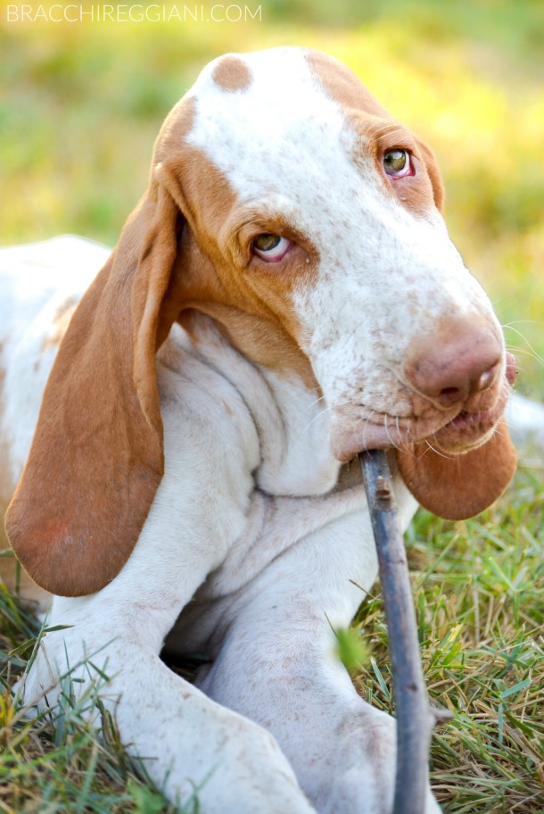 cucciolo bracco italiano bianco arancio