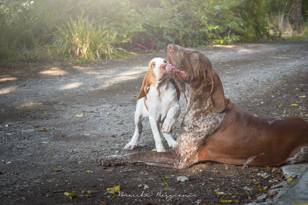 cucciolo bracco italiano