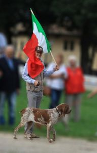 bracco italiano roano marrone