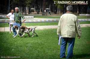 bracco italiano roano marrone esposizione raduno