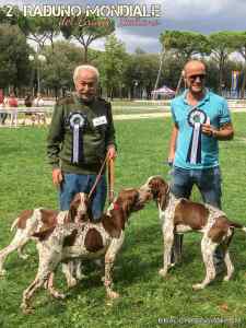 bracco italiano roano marrone esposizione raduno cani