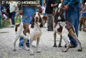 bracco italiano roano marrone esposizione raduno cani