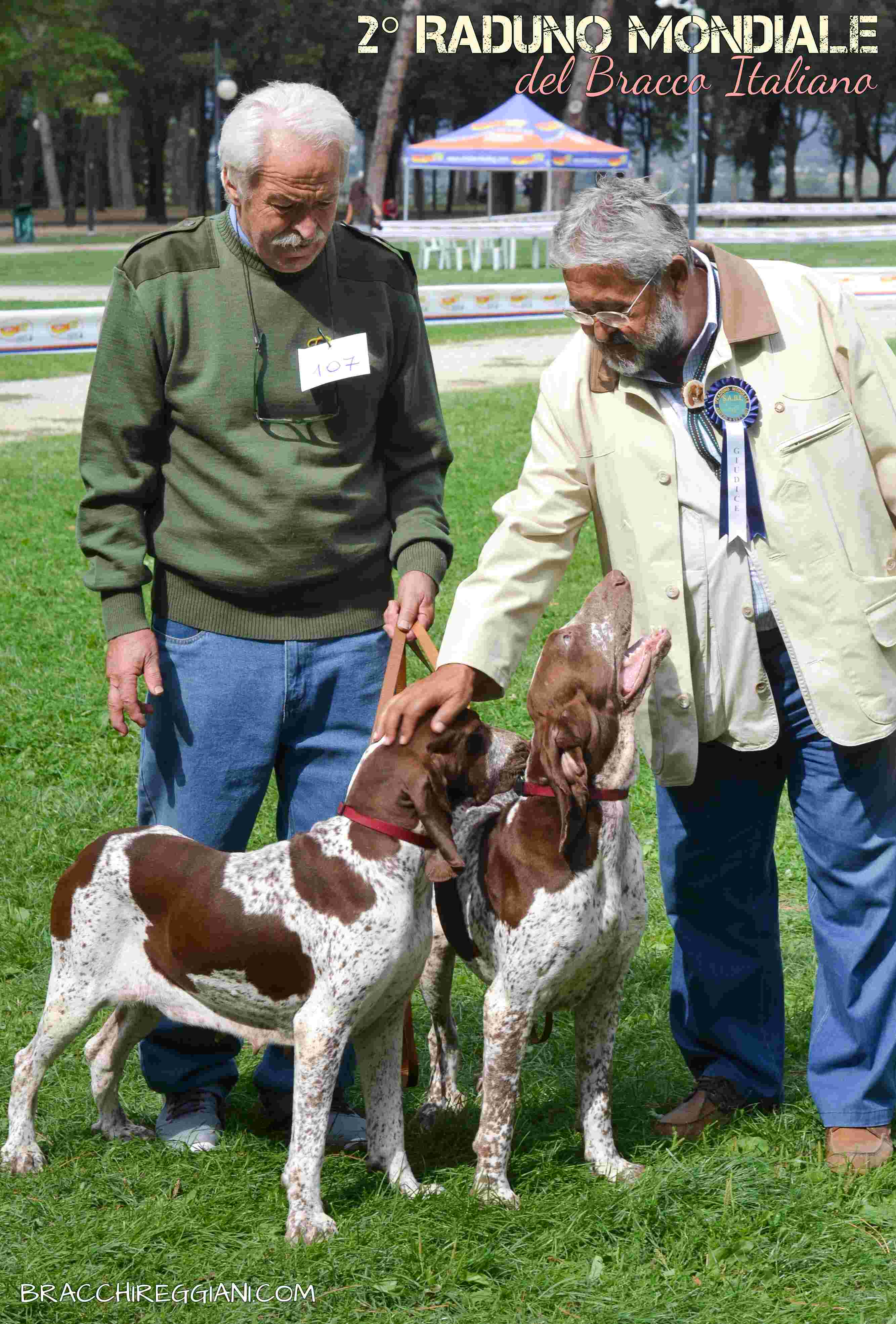 bracco italiano roano marrone esposizione raduno cani