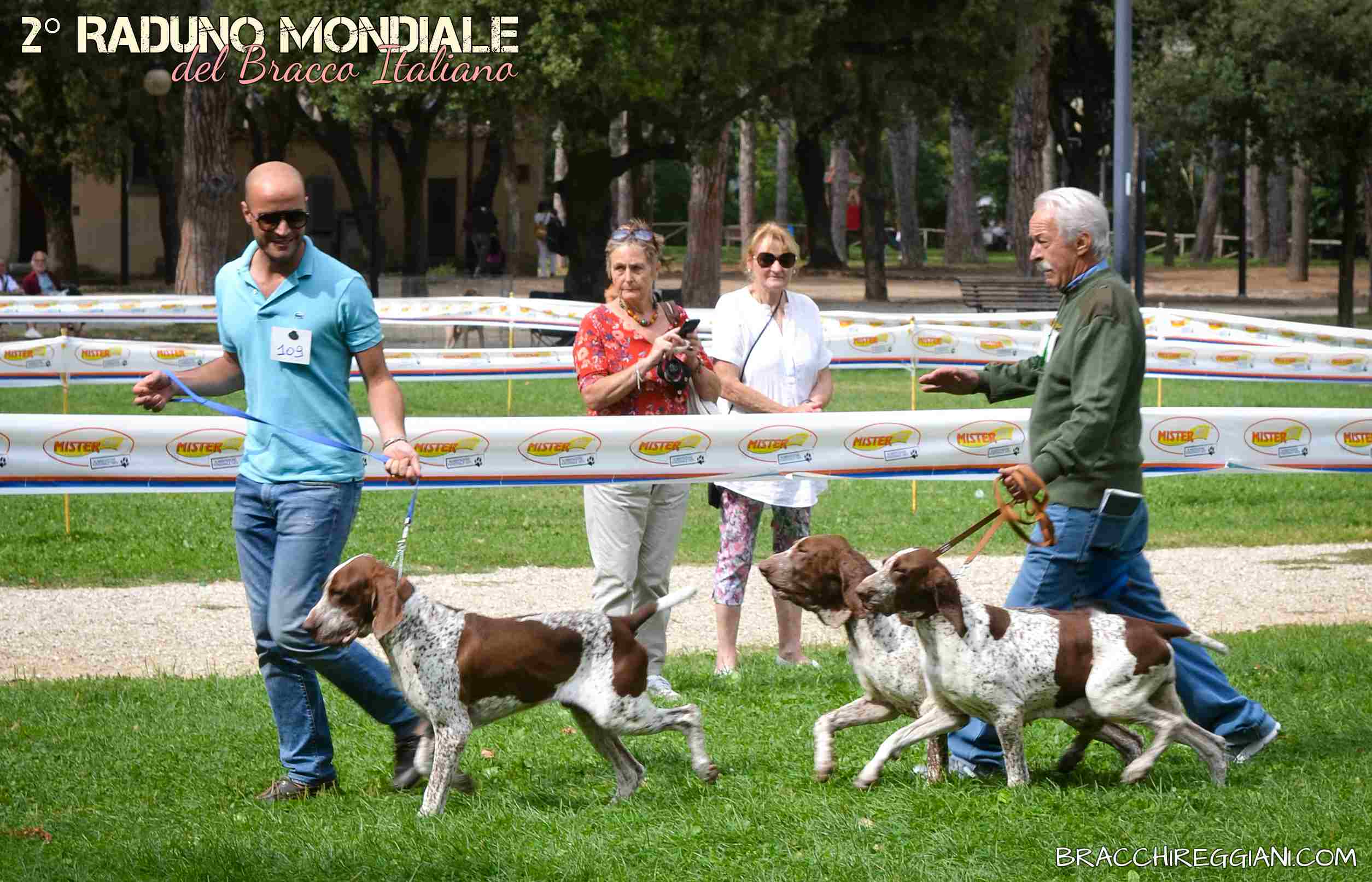 bracco italiano roano marrone esposizione canina