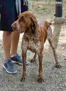 bracco italiano roano marrone esposizione raduno cani