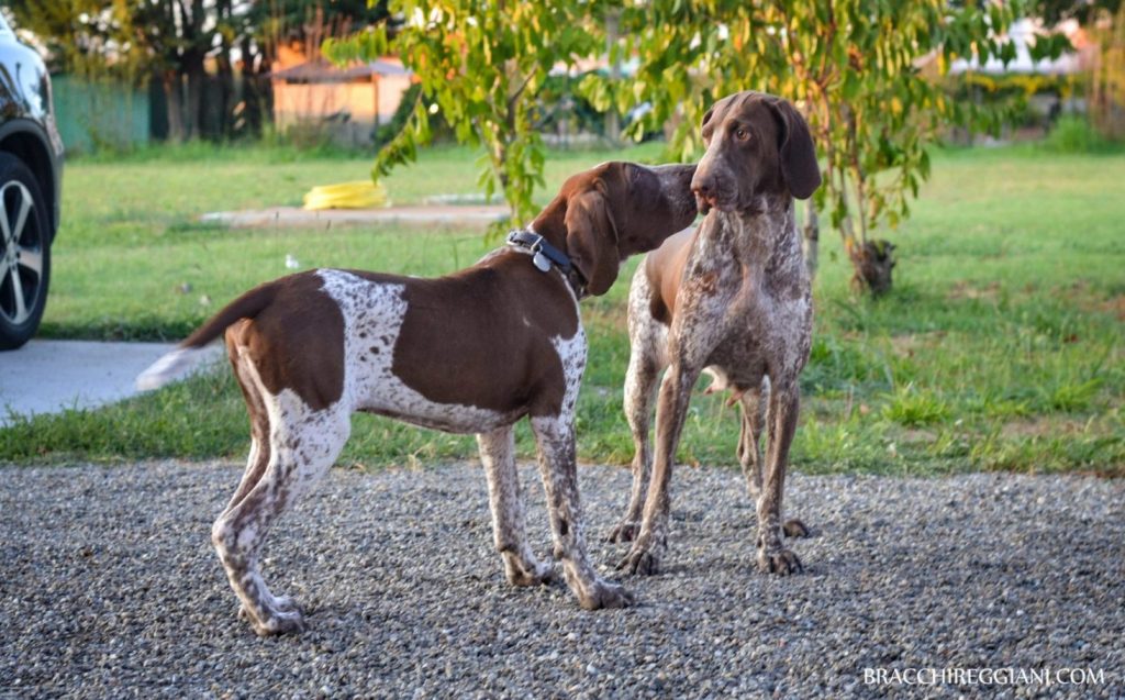 Dante: la Vita Nòva
