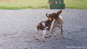 bracchi italiani roani