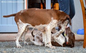 bracchi italiani roani