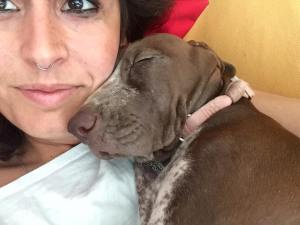 bracco italiano roano marrone tonaca di frate