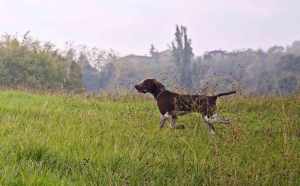 bracco italiano roano marrone tonaca di frate caccia
