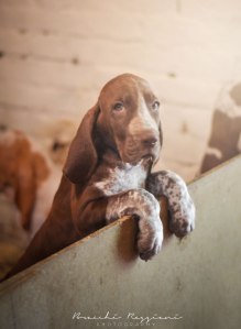 cucciolo bracco italiano