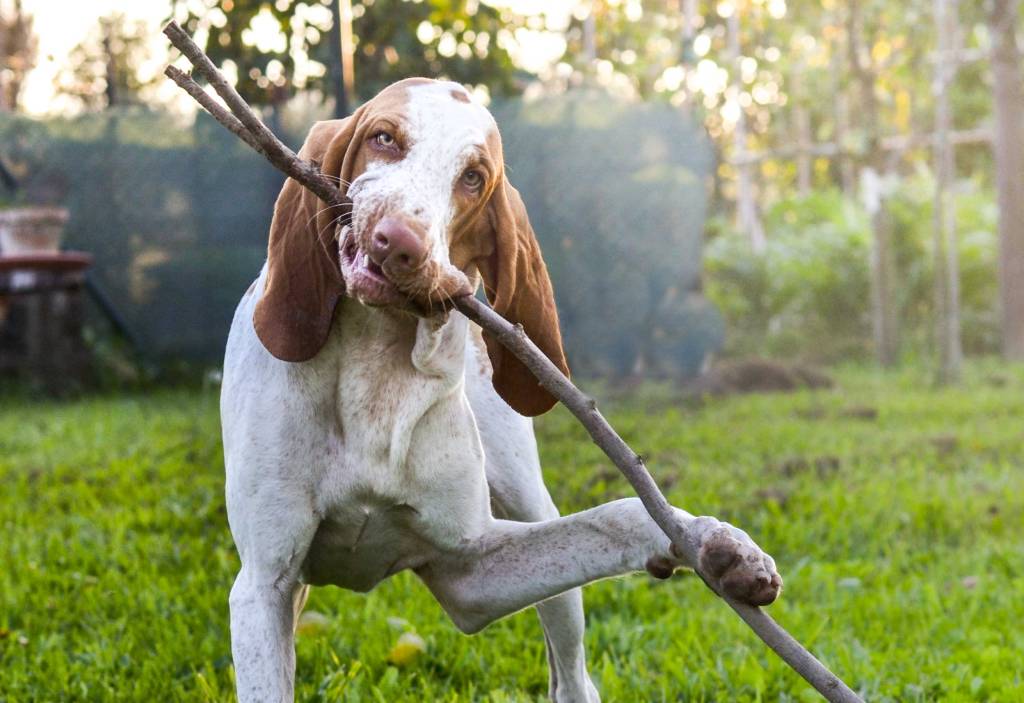 Forse non tutti sanno che: le&nbsp;F.A.Q.