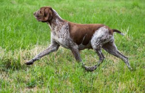 bracco italiano cane gravidanza