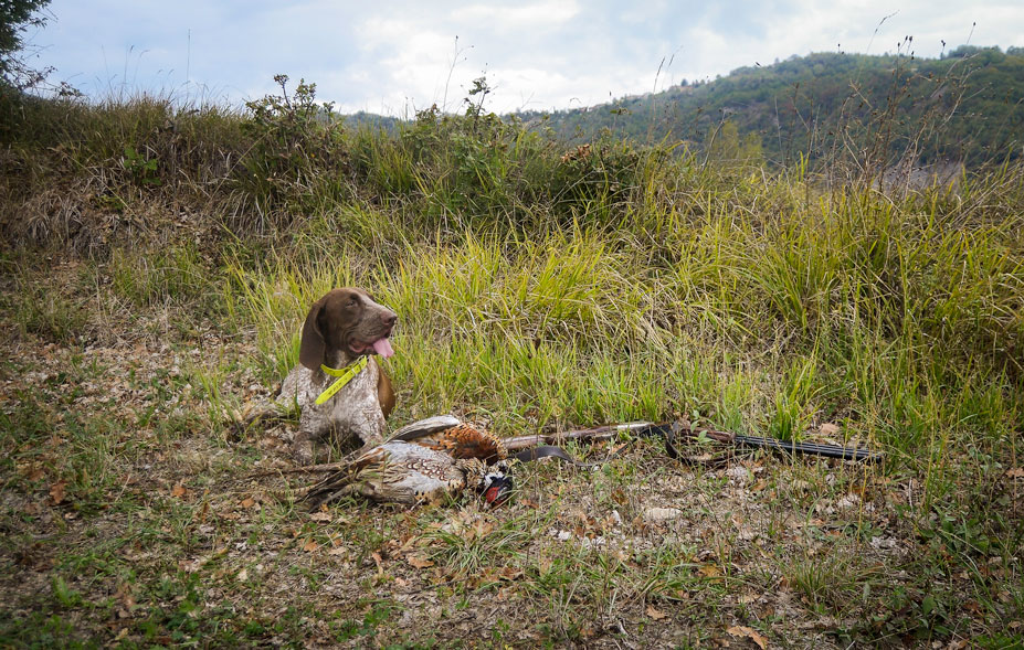 caccia bracco italiano riporto fagiano