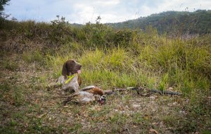 caccia bracco italiano riporto fagiano