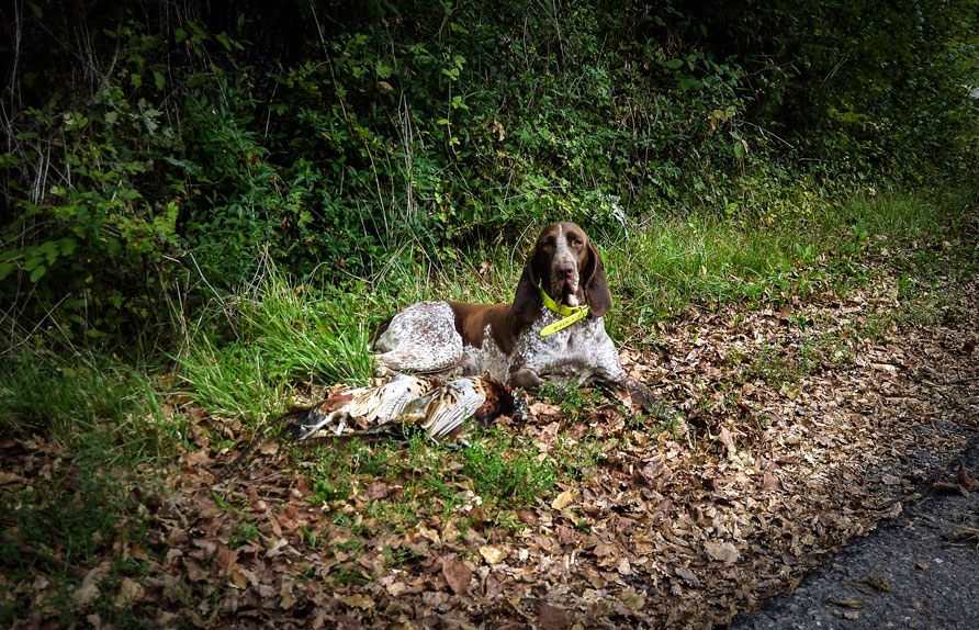 caccia bracco italiano riporto fagiano