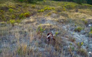 riporto caccia bracco italiano fagiano