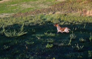 caccia bracco italiano riporto fagiano