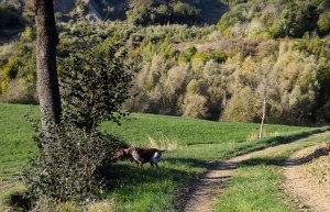 caccia bracco italiano riporto fagiano ferma