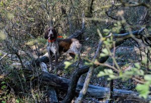 caccia bracco italiano