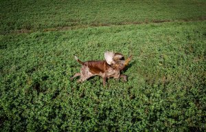 caccia bracco italiano riporto fagiano